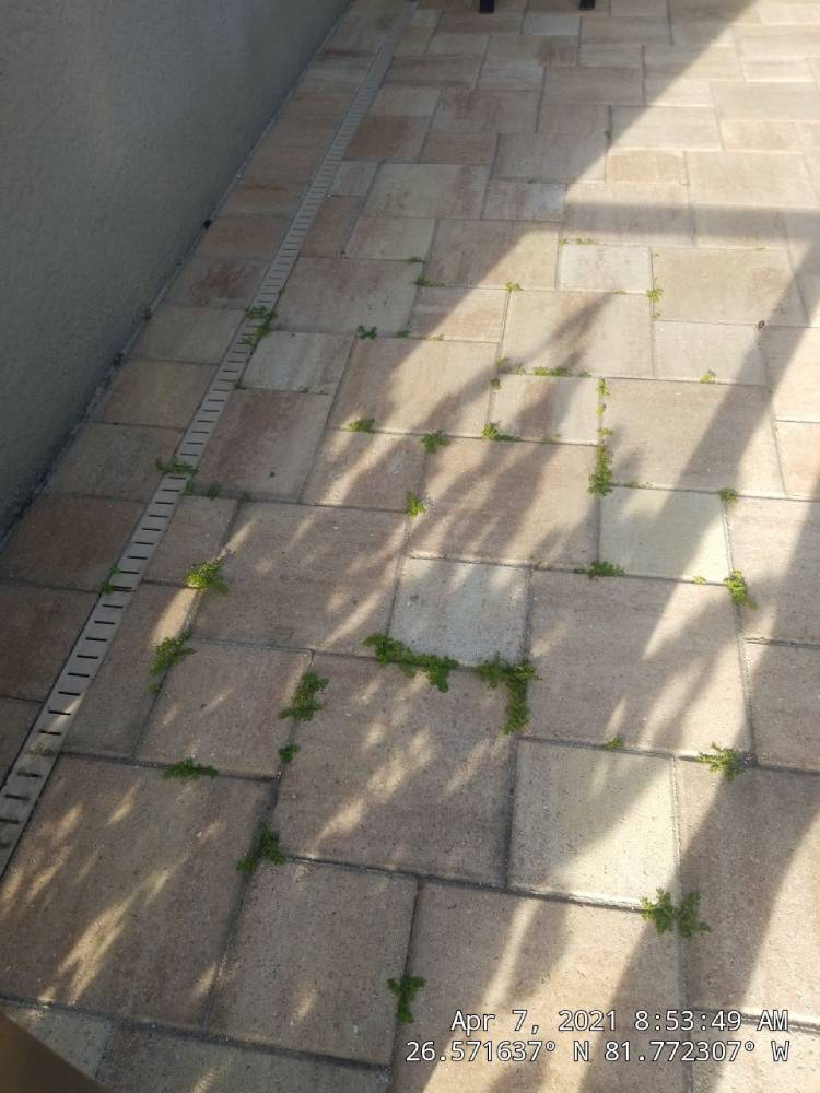 Pavers with weeds